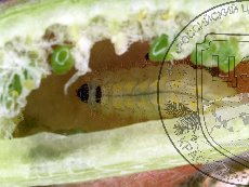 Каллимах 003